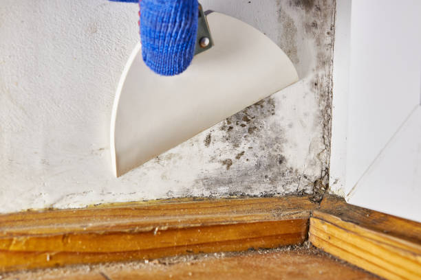Best Dehumidification Services  in Berea, KY